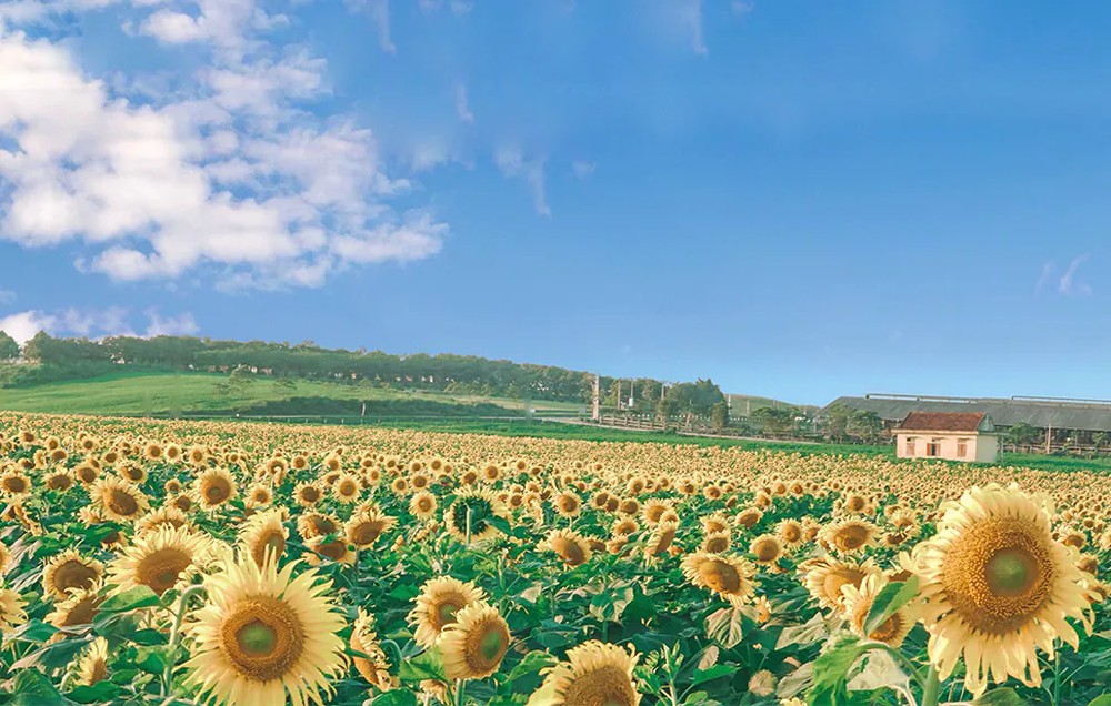 Visit the vibrant sunflower fields of Nghe An