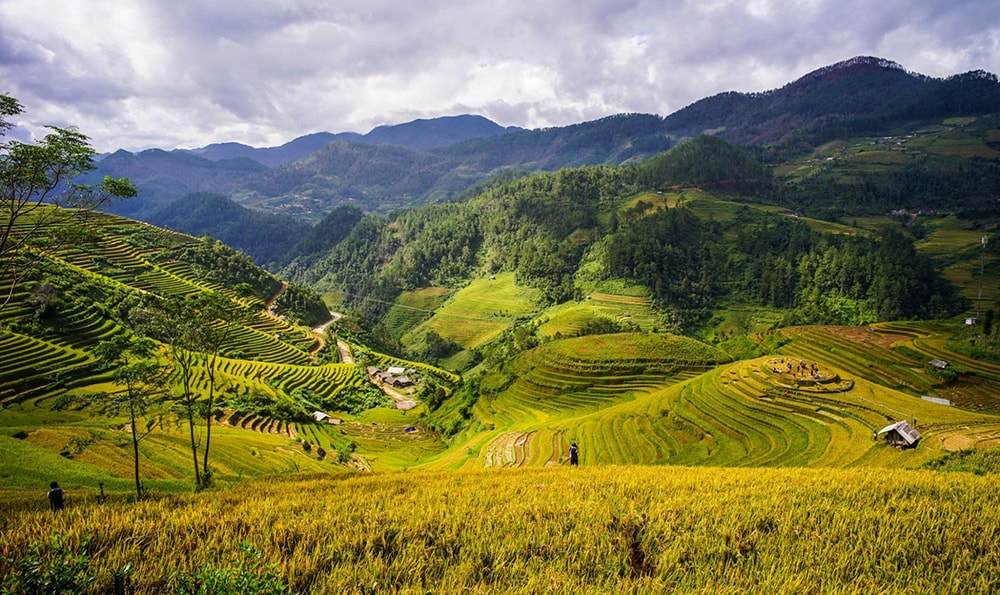 Terraced rice field on mountains 